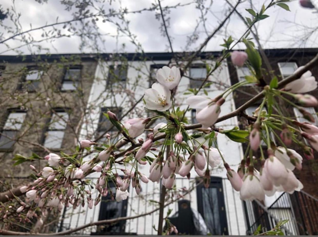 Art Filled Brooklyn Brownstone - 3 Bedroom 2.5 Bath, Deck, Tv Room, Library Appartement *