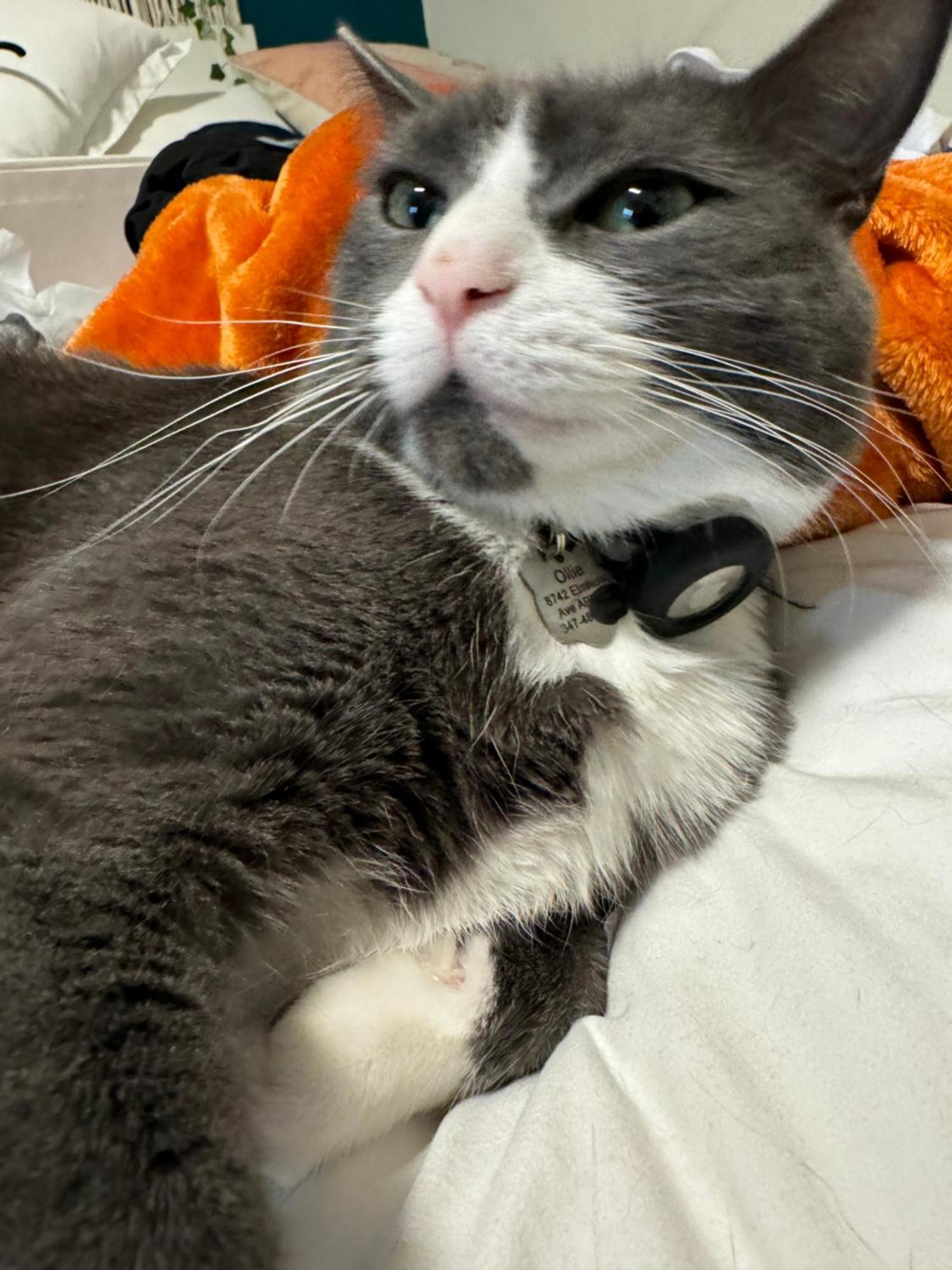 Appartement Cat By Delicate Living Conversion Shared Space Only Cat Friendly Only 25 Min To Time Square *